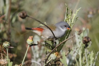 Green Astrild (Coccopygia melanotis), adult, female, on shrub, feeding, seeds, Kirstenbosch