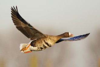 Greater White-fronted Goose (Anser albifrons) flying, North Rhine-Westphalia, Germany