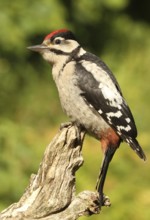 Great Spotted Woodpecker (Dendrocopos major) juvenile, Lower Saxony, Germany