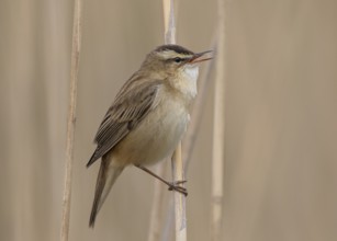 Sedge Warbler (Acrocephalus schoenobaenus) singing in reedbed, Wales, United Kingdom