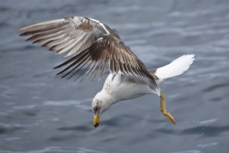 Lesser Black-backed Gull (Larus fuscus) juvenile flying, North Sea, Germany