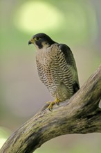 Peregrine falcon (Falco peregrinus), adult, on tree, alert, in summer, Šumava, Czech Republic