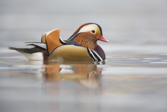 Mandarin Duck (Aix galericulata) male, Rhineland-Palatinate, Germany