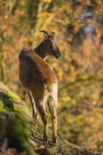 A female Himalayan tahr (Hemitragus jemlahicus) stands on a rock. A dense autumnal forest is in the