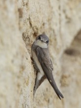 Sand Martin (Riparia riparia) building nest hole, North Rhine-Westphalia, Germany