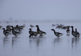Brant Goose (Branta bernicla), Schleswig-Holstein, Germany