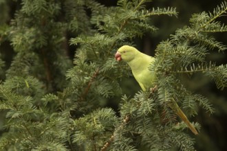 Rose-ringed Parakeet (Psittacula krameri) female feeding on European yew (Taxus baccata) seeds,