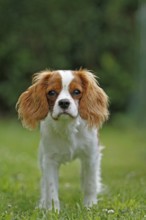 Cavalier King Charles Spaniel, kitten
