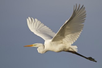 Great Egret (Ardea alba), Saxony, Germany