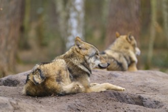 Two wolves lying relaxed in the forest, one in the foreground, Wolf (Canis Lupus), Germany