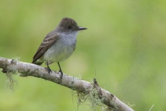 Short-crested Flycatcher (Myiarchus ferox) perched on a branch in the Atlantic rainforest of