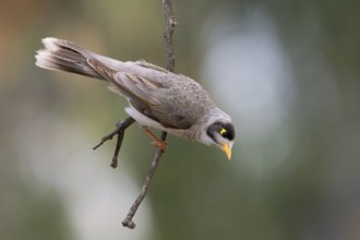 Noisy Miner (Manorina melanocephala), Victoria, Australia