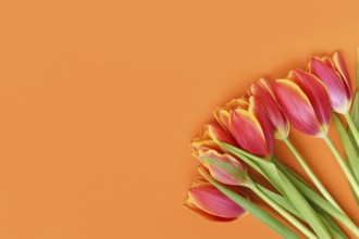 Top view of dark pink tulip flowers with yellow tips on orange background. Floral spring background