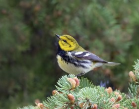 A male Black-throated Green Warbler, Setophaga virens perched on a spruce branch in Saskatoon,