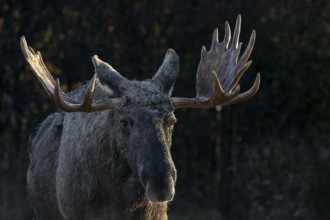 A moose shoveler (Alces alces), strong by European standards, October, Denmark
