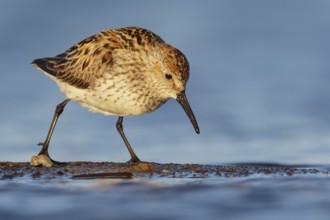 Western Sandpiper (Calidris mauri) feeding along a river in Nome, Alaska