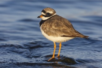Common Ringed Plover (Charadrius hiaticula), Asturias, Spain