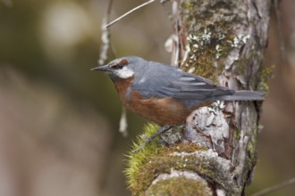 Giant Conebill (Oreomanes fraseri), Ecuador