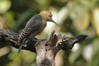 Hoffmann's Woodpecker (Melanerpes hoffmannii) male, Costa Rica