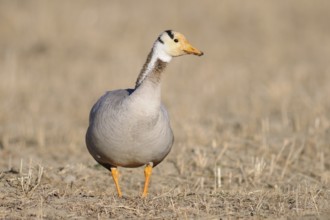 Bar-headed Goose (Anser indicus), Tibet, China