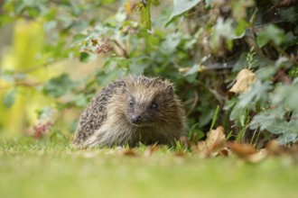 European hedgehog (Erinaceus europaeus) adult animal on a garden grass lawn in summer, England,