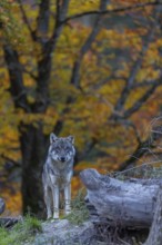 One eurasian gray wolf (Canis lupus lupus) standing between logs on a small hill with a bright and