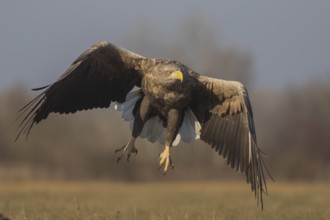 White-tailed Eagle (Haliaeetus albicilla) flying, Subotica, Hungary