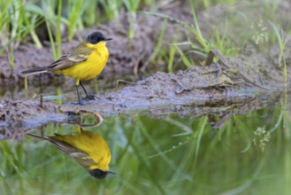 Black-headed Yellow Wagtail, Black-headed Wagtail, Motacilla flava feldegg, Motacilla feldegg,