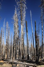 Mineral, California - Burned trees in Lassen Volcanic National Park. The 2021 Dixie Fire burned