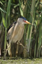 Little Bittern (Ixobrychus minutus) foraging, Bulgaria