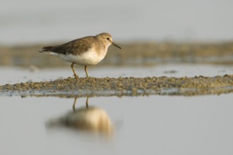 Temminck's Stint (Calidris temminckii), Phetchaburi, Thailand