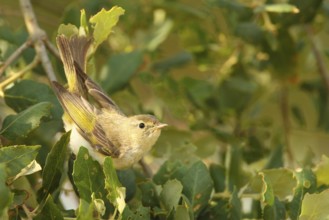 Western Bonelli's Warbler (Phylloscopus bonelli), Porto Alto, Portugal