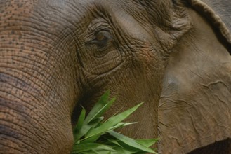 Close-up of an Asian elephant's textured face as it munches on green leaves. Captured in Thailand,