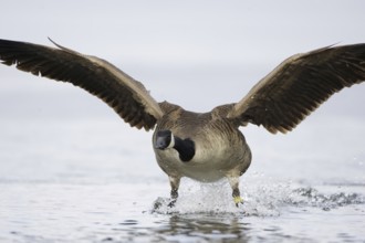 Canada Goose (Branta canadensis) flying, Berlin, Germany