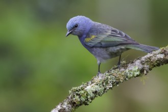 Golden-chevroned Tanager (Thraupis ornata) perched on a branch in the Atlantic rainforest of