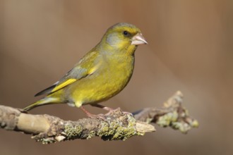 European Greenfinch (Chloris chloris) male, Lower Saxony, Germany