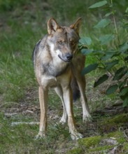 Wolf (Canis lupus) standing in a clearing in the forest and looking attentively, captive, Bavarian