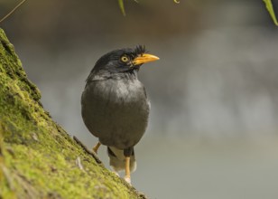 Javan Myna (Acridotheres javanicus), Singapore