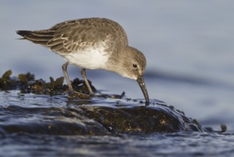 Dunlin (Calidris alpina), British Columbia, Canada