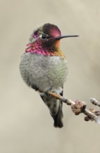 Anna's Hummingbird (Calypte anna), British Columbia, Canada