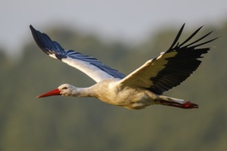 White Stork (Ciconia ciconia) flying, North Rhine-Westphalia, Germany
