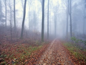 Beech forest (Fagus sylvatica), in autumn in the fog, Canton Aargau, Switzerland