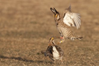 Greater Prairie Chicken (Tympanuchus cupido) male, Wisconsin, USA