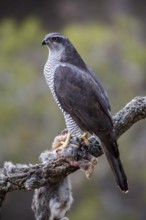 Northern Goshawk (Accipiter gentilis) female with prey, Madrid, Spain
