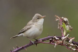 Eastern Olivaceous Warbler (Iduna pallida), Trodos, Cyprus