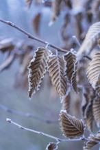 Close-up of frozen brown leaves on branches in winter, Gechingen, district of Calw, Black Forest,