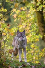 A eurasian gray wolf (Canis lupus lupus) stands on a meadow on a hill with a colourful foliage in