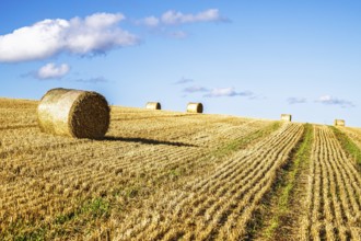 Straw bales in the Scottish fields, Southeast Scotland, UK