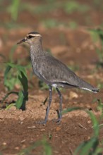 Sociable Lapwing (Vanellus gregarius), Oman