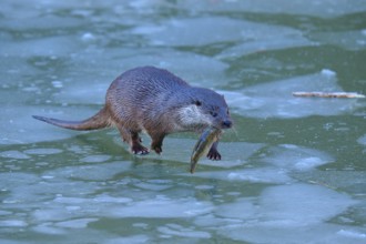 An otter running across the ice and holding a fish in its mouth, winter, otter (Lutra lutra),
